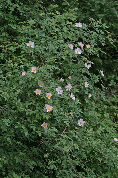 Rosa canina, Arrolariu, Arroli, Arrosa burda, Orrolariu, Pibilloddi, Pipilloddi, Piscialettu, Rosa de margiani