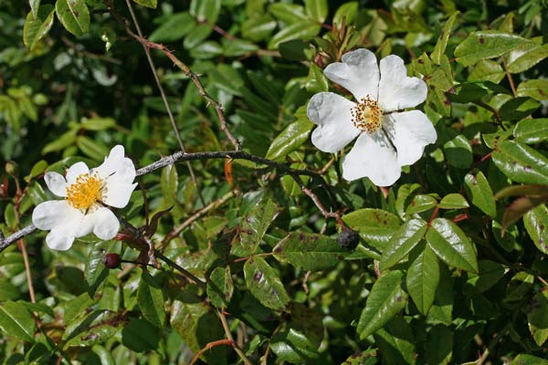 Rosa sempervirens, Rosa di S. Giovanni, Arrosa burda, Arrosixeddas biancas, Piscialettu, Rosa aresta, Rosa crabina