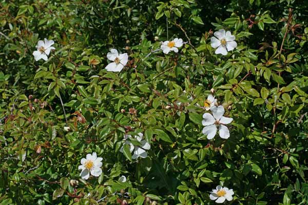 Rosa sempervirens, Rosa di S. Giovanni, Arrosa burda, Arrosixeddas biancas, Piscialettu, Rosa aresta, Rosa crabina