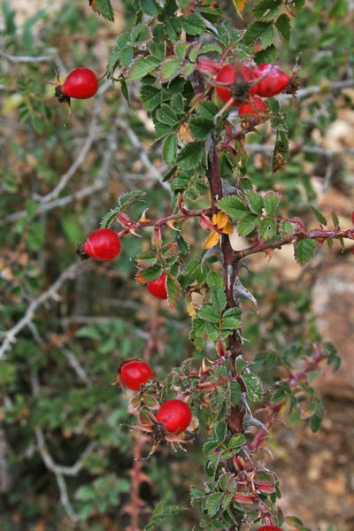 Rosa serafinii, Rosa di Serafini, Arrosa