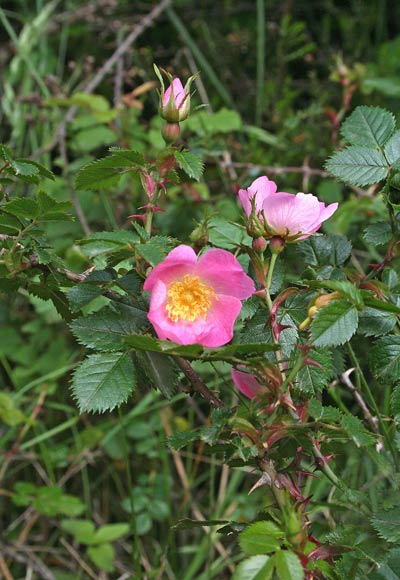 Rosa serafinii, Rosa di Serafini, Arrosa