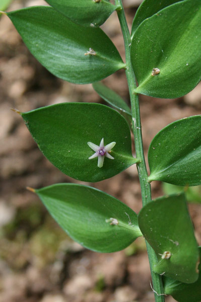 Ruscus aculeatus, Brusco, Pungitopo, Rusco, Buscadinu, Fruschiu, Piscialettu, Sorighina, Spinatopis