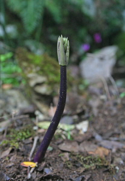 Ruscus aculeatus, Brusco, Pungitopo, Rusco, Buscadinu, Fruschiu, Piscialettu, Sorighina, Spinatopis