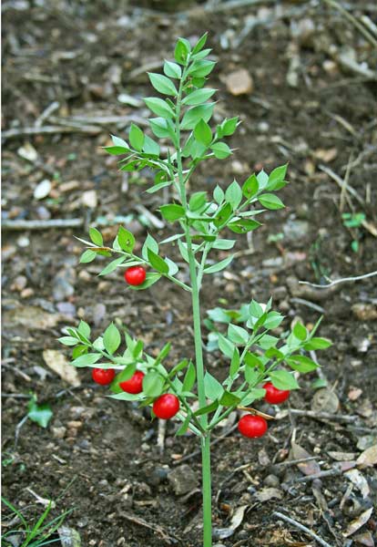 Ruscus aculeatus, Brusco, Pungitopo, Rusco, Buscadinu, Fruschiu, Piscialettu, Sorighina, Spinatopis