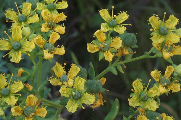 Ruta chalepensis, Ruta d'Aleppo, Ruta frangiata, Arruda, Curuma, Ruda