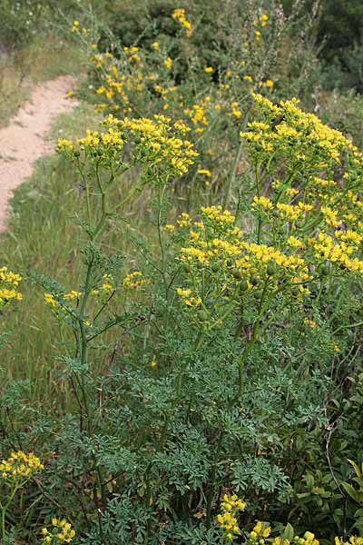 Ruta chalepensis, Ruta d'Aleppo, Ruta frangiata, Arruda, Curuma, Ruda