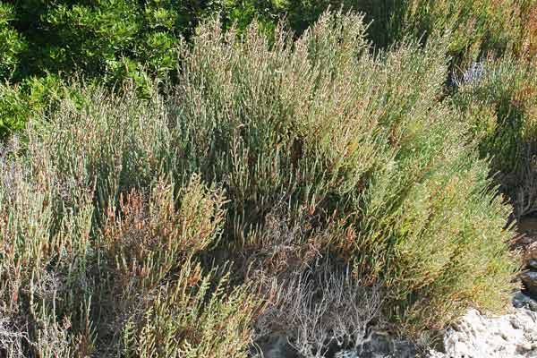 Salicornia fruticosa, Salicornia fruticosa, Sussuini