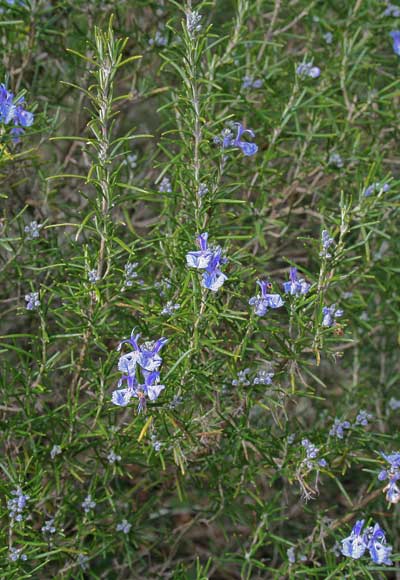 Salvia rosmarinus, Osmarino, Rosmarino, Smarino, Ispicu, Romasinu, Zippiri