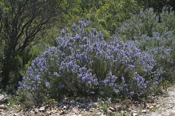 Salvia rosmarinus, Osmarino, Rosmarino, Smarino, Ispicu, Romasinu, Zippiri