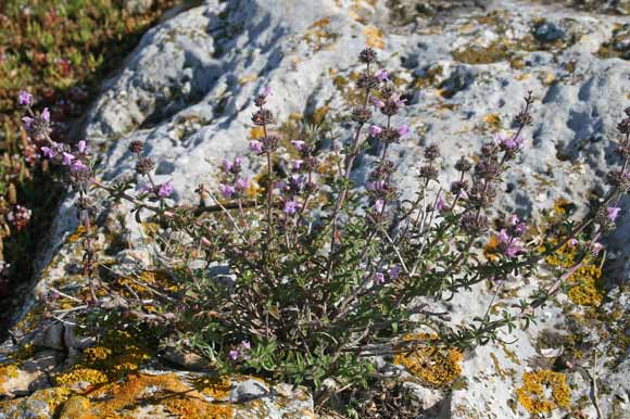 Satureja thymbra, Santoreggia sarda, Isopu