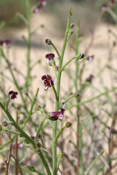 Scrophularia ramosissima, Scrofularia delle spiagge, Sui-sui