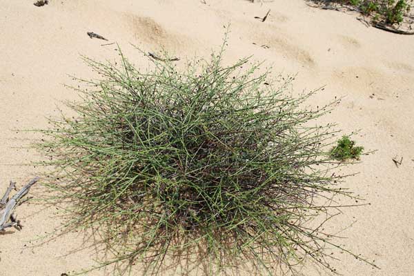 Scrophularia ramosissima, Scrofularia delle spiagge, Sui-sui