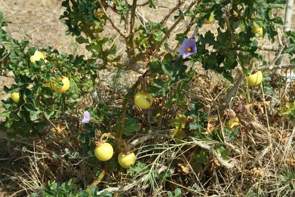 Solanum linnaeanum, Morella di Sodoma, Pomo di Sodoma, Pomodoro selvaggio, Pilardedda, Tomata aresti, Tomata burda, Tomata verenosa