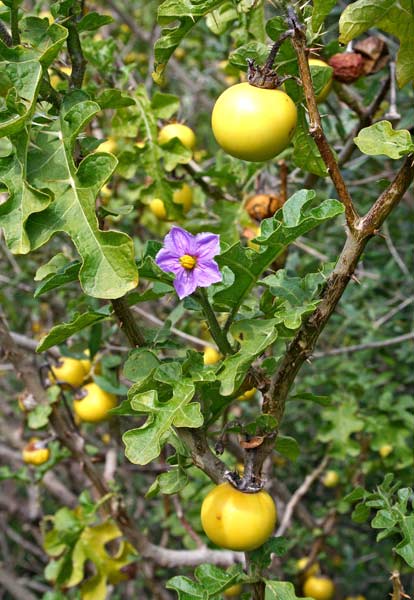 Solanum linnaeanum, Morella di Sodoma, Pomo di Sodoma, Pomodoro selvaggio, Pilardedda, Tomata aresti, Tomata burda, Tomata verenosa