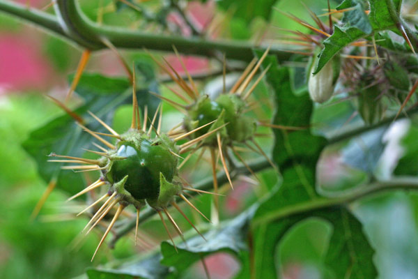 Solanum sisymbriifolium, Morella a foglie di sisimbrio, Pomodoro Litchi