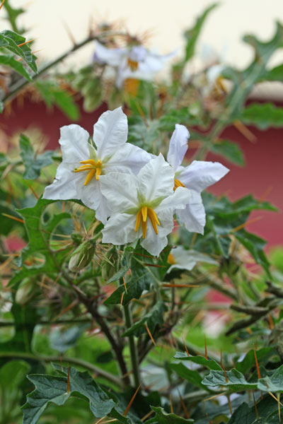 Solanum sisymbriifolium, Morella a foglie di sisimbrio, Pomodoro Litchi