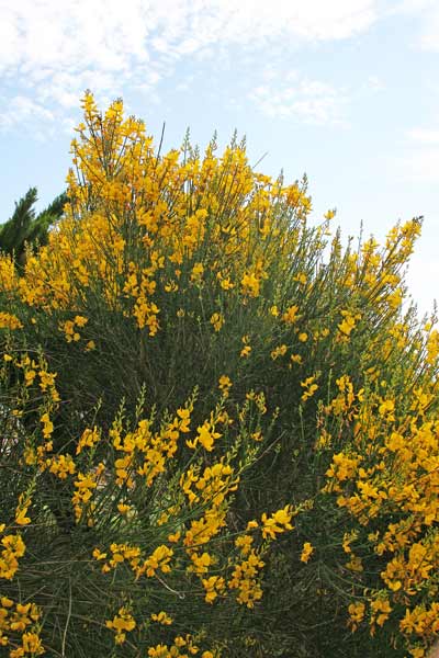 Spartium junceum, Ginestra odorosa, Binistra, B. femina, Giuncu aresti, Inistra, Martigusa