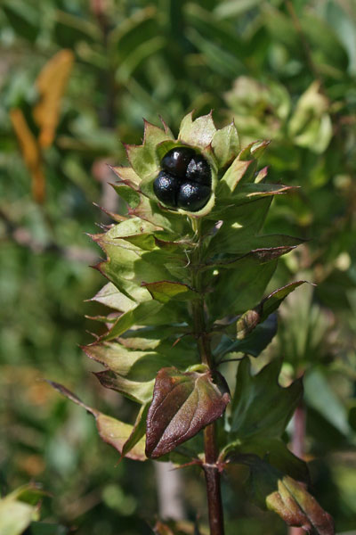 Stachys major, Camedrio bianco, Tè siciliano, Eiva crapa, Erba craba, Intretza, Intreztu, Menta de conillus, Pani de conillus