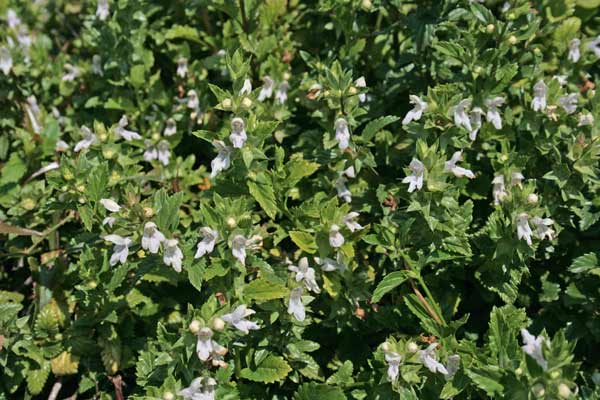 Stachys major, Camedrio bianco, Tè siciliano, Eiva crapa, Erba craba, Intretza, Intreztu, Menta de conillus, Pani de conillus