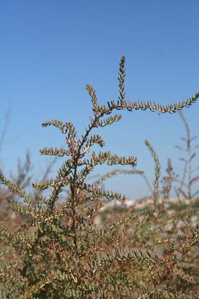 Suaeda vera, Suaeda fruticosa, Sassoini, Sossoini