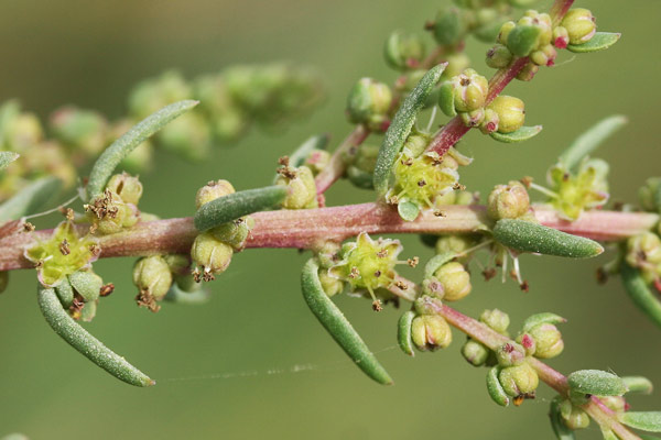 Suaeda vera, Suaeda fruticosa, Sassoini, Sossoini