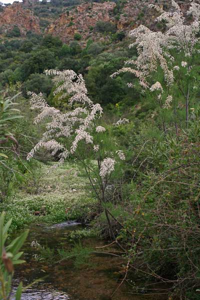 Tamarix africana, Tamerice africana, Tamarisco, Tamarighe, Tamarittu, Tamariscu, Tamariziu, Tramalittu, Tramaricciu, Tramazzu