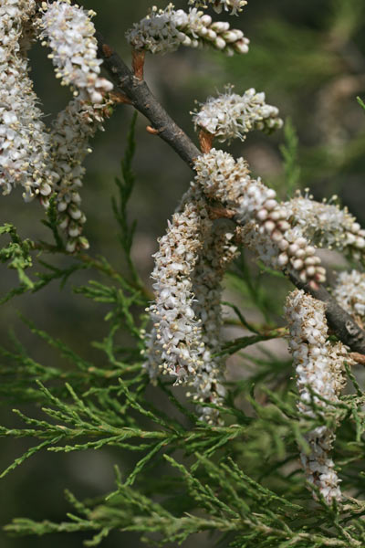 Tamarix africana, Tamerice africana, Tamarisco, Tamarighe, Tamarittu, Tamariscu, Tamariziu, Tramalittu, Tramaricciu, Tramazzu