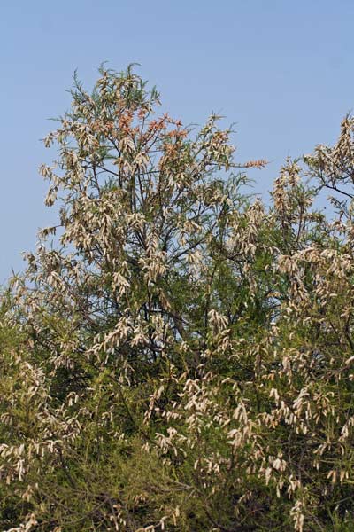 Tamarix africana, Tamerice africana, Tamarisco, Tamarighe, Tamarittu, Tamariscu, Tamariziu, Tramalittu, Tramaricciu, Tramazzu