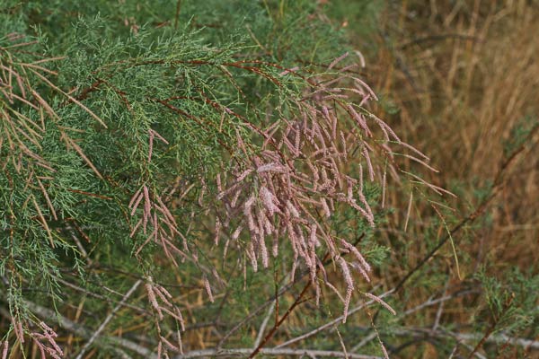 Tamarix canariensis, Tamerice delle Canarie, Tamariscu, Tamariziu, Tamerice, Taramittu,Teramittu, Tramoritu, Tramaciu, Tramatza