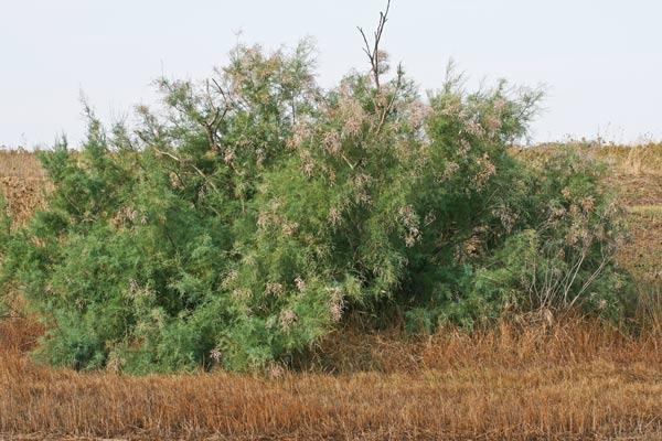 Tamarix canariensis, Tamerice delle Canarie, Tamariscu, Tamariziu, Tamerice, Taramittu,Teramittu, Tramoritu, Tramaciu, Tramatza