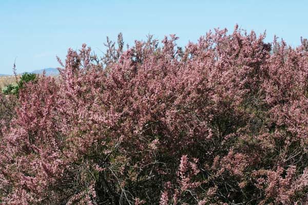 Tamarix parviflora, Tamerice a fiori piccoli, Tamariscu, Tramalittu, Tramatzu