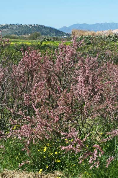 Tamarix parviflora, Tamerice a fiori piccoli, Tamariscu, Tramalittu, Tramatzu