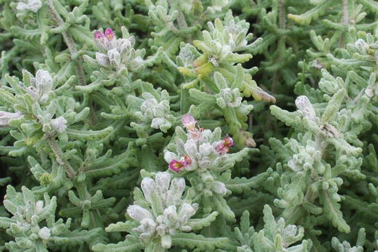 Teucrium capitatum, Camedrio a testa grossa, Pòliu, Tumbu feminedda