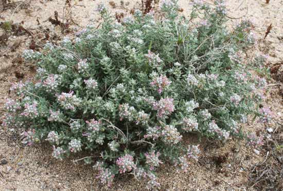 Teucrium capitatum, Camedrio a testa grossa, Poliu, Tumbu feminedda