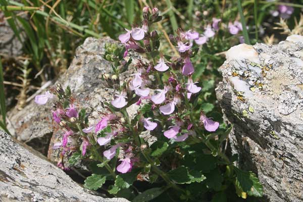 Teucrium chamaedrys, Calamandrea, Calandrina, Camedrio comune, Que