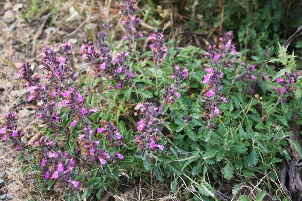 Teucrium chamaedrys, Calamandrea, Calandrina, Camedrio comune, Que