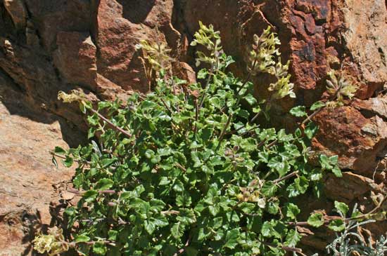 Teucrium flavum subsp. glaucum, Camedrio doppio, Camedrio giallo, Crammediu, Erba Bonnanaru