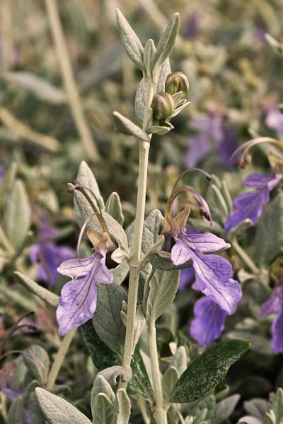 Teucrium fruticans, Camedrio femina