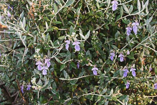 Teucrium fruticans, Camedrio femina