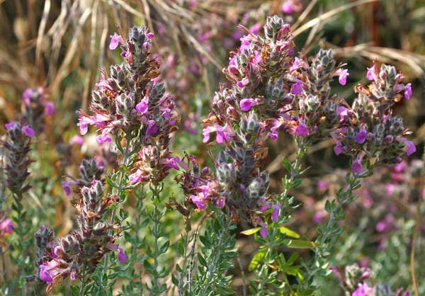 Teucrium marum, Camedrio maro, Erba dei gatti, Teucrio maro, Alba de jatta, Elva de gattos, Erba de gattus