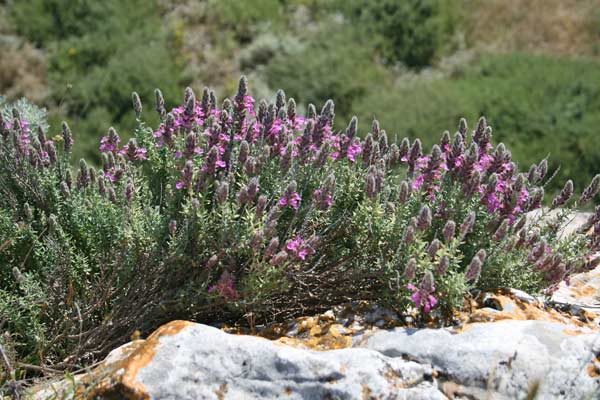 Teucrium marum, Camedrio maro, Erba dei gatti, Teucrio maro, Alba de jatta, Elva de gattos, Erba de gattus