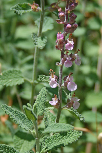 Teucrium massilense, Camedrio marsigliese, Amentape, Amentatzu, Muguoes