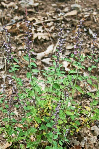 Teucrium massilense, Camedrio marsigliese, Amentape, Amentatzu, Muguoes