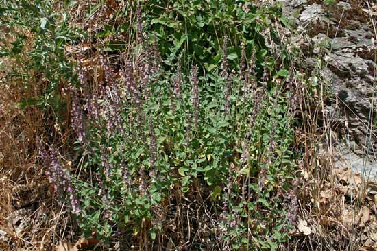 Teucrium massilense, Camedrio marsigliese, Amentape, Amentatzu, Muguoes