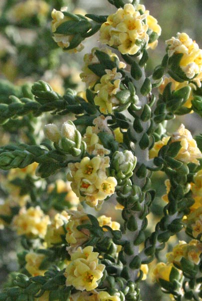 Thymelaea hirsuta, Passerina, Spazzaforno, Timelea barbosa, Iscobile, Nerbiazza, Scobile de signora, Scova de forru