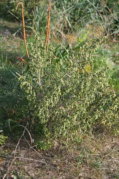 Thymelaea hirsuta, Passerina, Spazzaforno, Timelea barbosa, Iscobile, Nerbiazza, Scobile de signora, Scova de forru