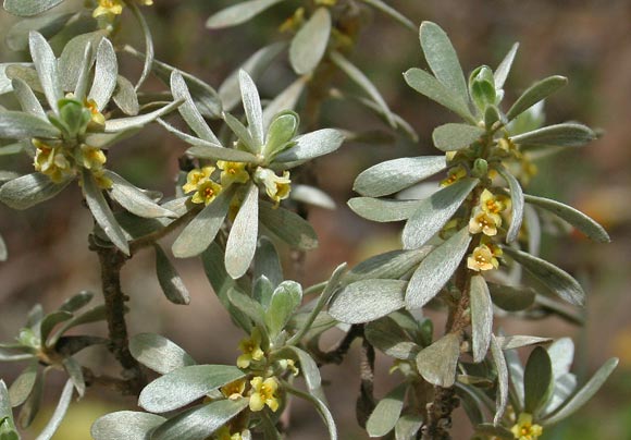 Thymelaea tartonraira, Timelea tartonraira, Erba de purgas, Linna de Santu Perdu, Skobile