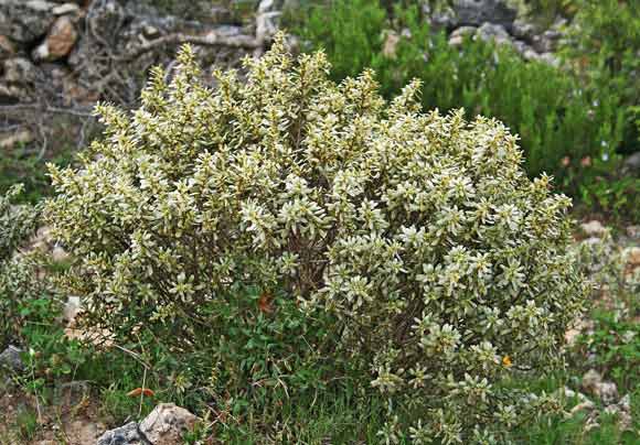 Thymelaea tartonraira, Timelea tartonraira, Erba de purgas, Linna de Santu Perdu, Skobile