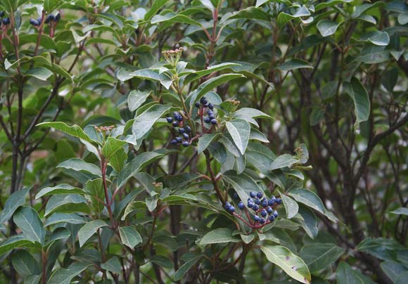 Viburnum tinus, Lentaggine, Viburno, Melajana, Miliana, Rubia de padenti, Sambucu areste