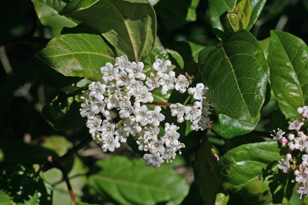 Viburnum tinus, Lentaggine, Viburno, Melajana, Miliana, Rubia de padenti, Sambucu areste